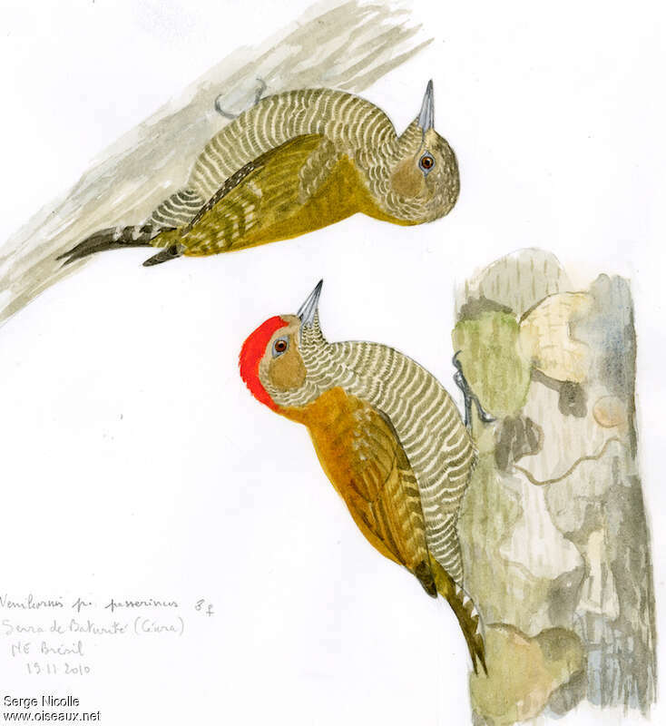 Little Woodpeckeradult, identification