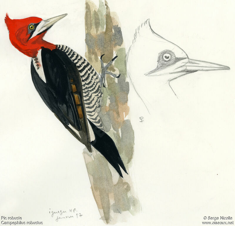 Robust Woodpecker, identification