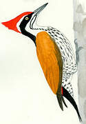 Buff-spotted Flameback