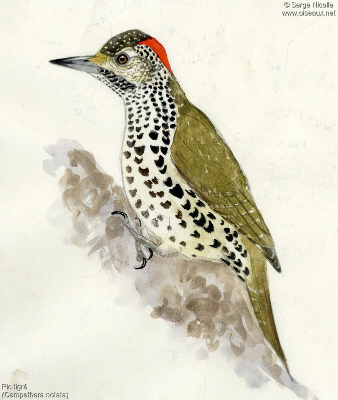 Knysna Woodpecker, identification