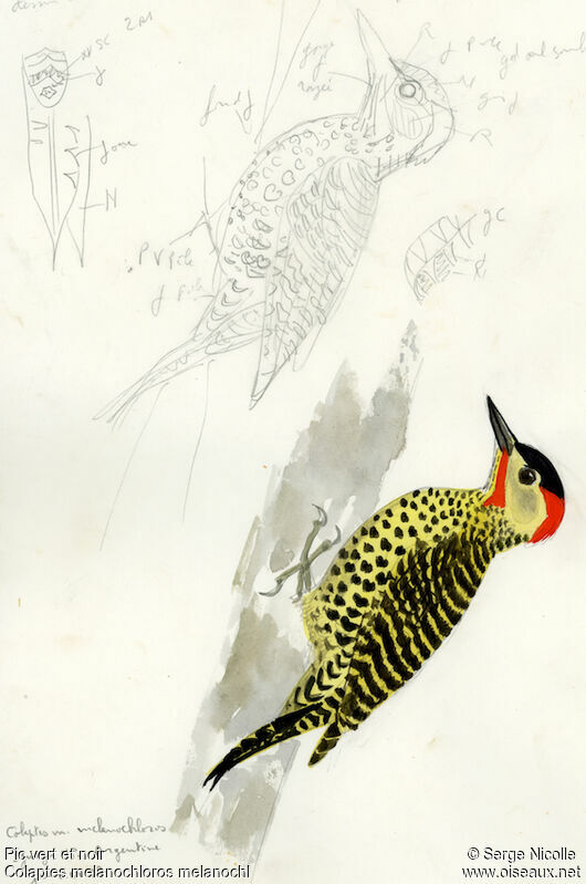 Green-barred Woodpecker male, identification