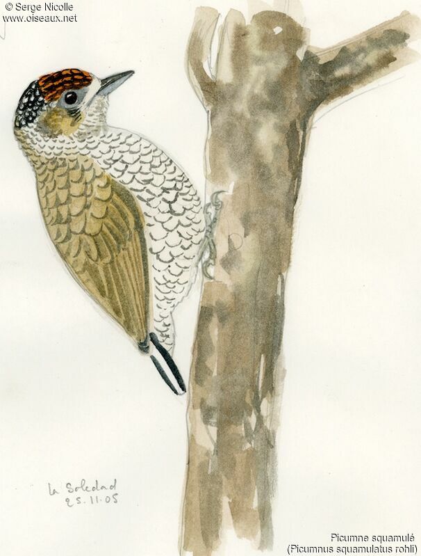 Scaled Piculet, identification