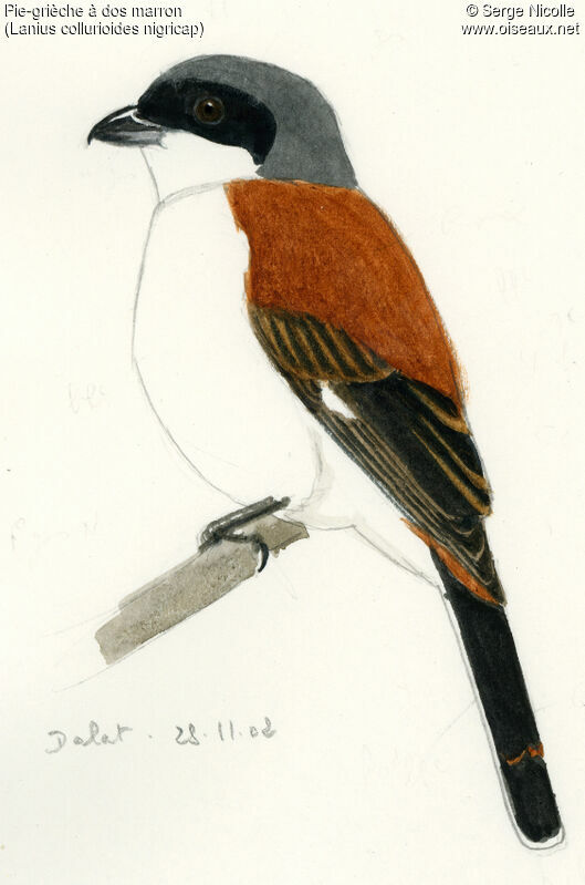 Burmese Shrike, identification