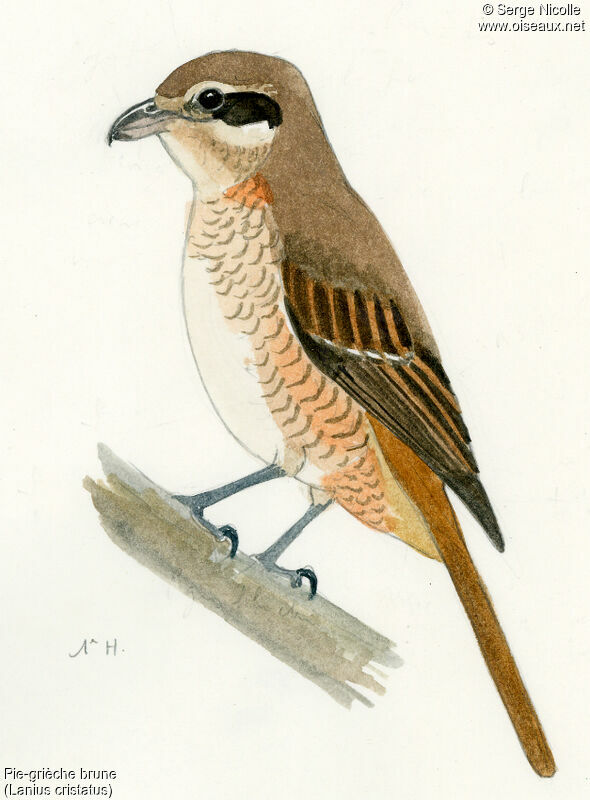 Brown Shrike, identification