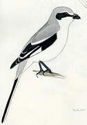 Chinese Grey Shrike