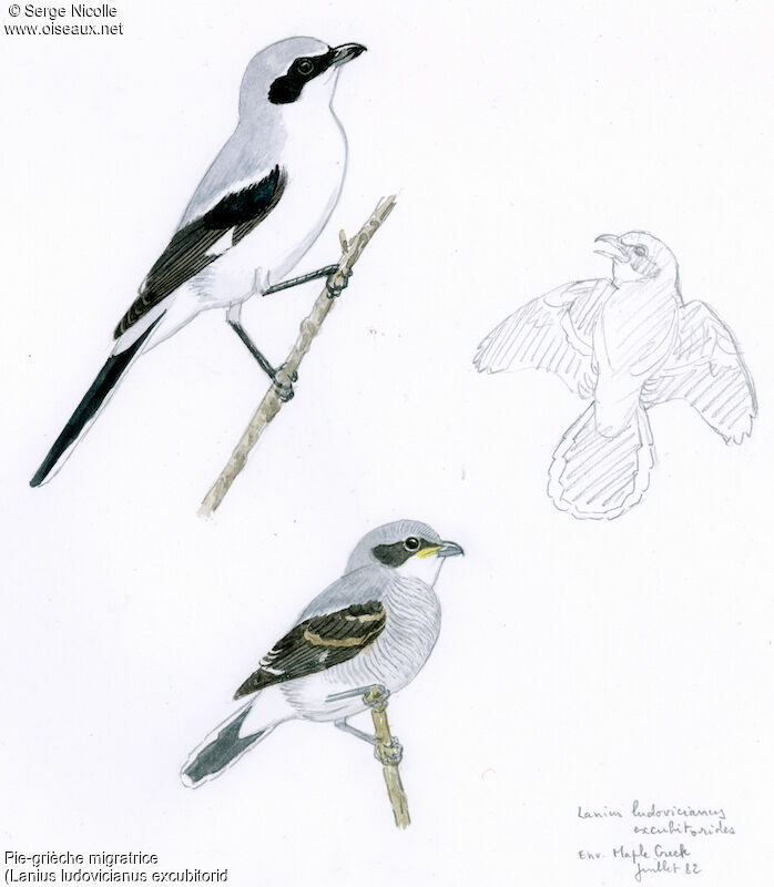 Loggerhead Shrike, identification