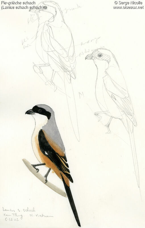 Long-tailed Shrike, identification