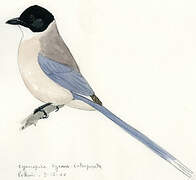Azure-winged Magpie