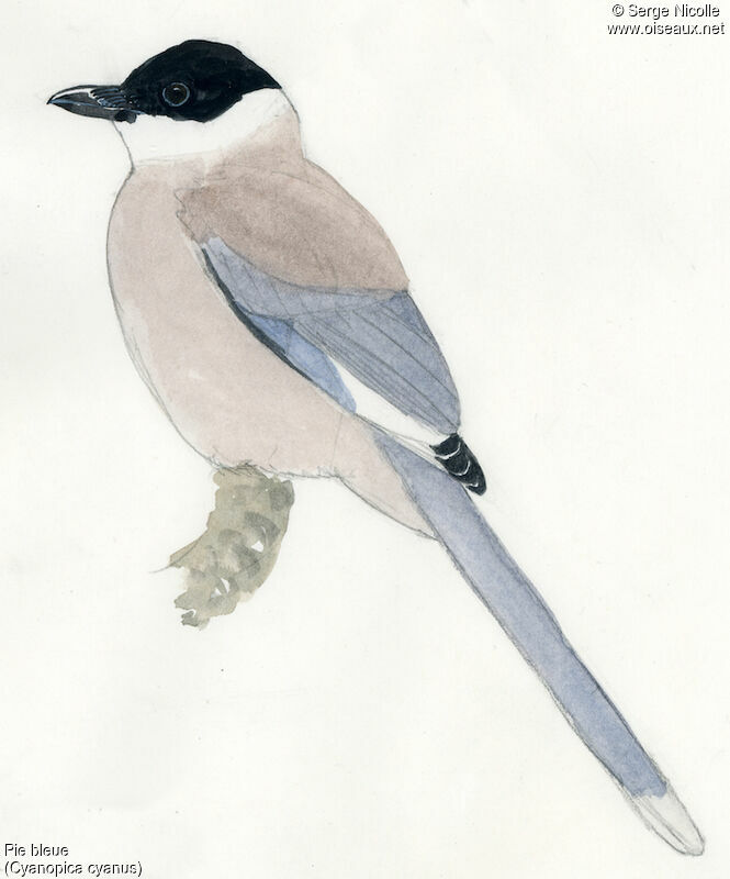 Azure-winged Magpie, identification