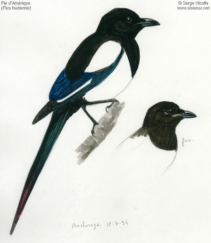 Black-billed Magpie, identification