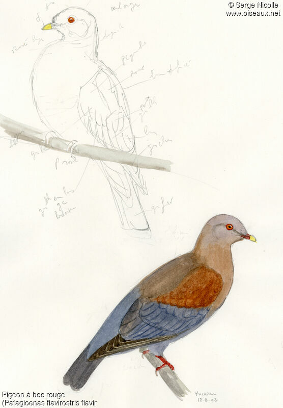 Red-billed Pigeon, identification