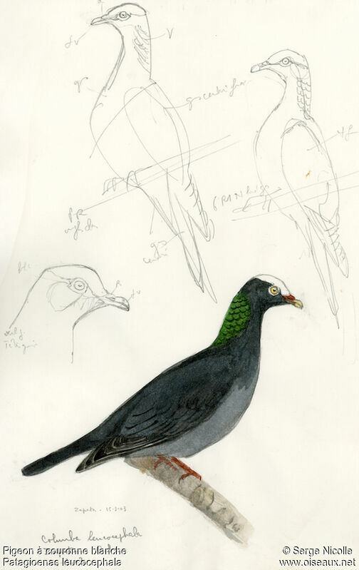 Pigeon à couronne blanche, identification