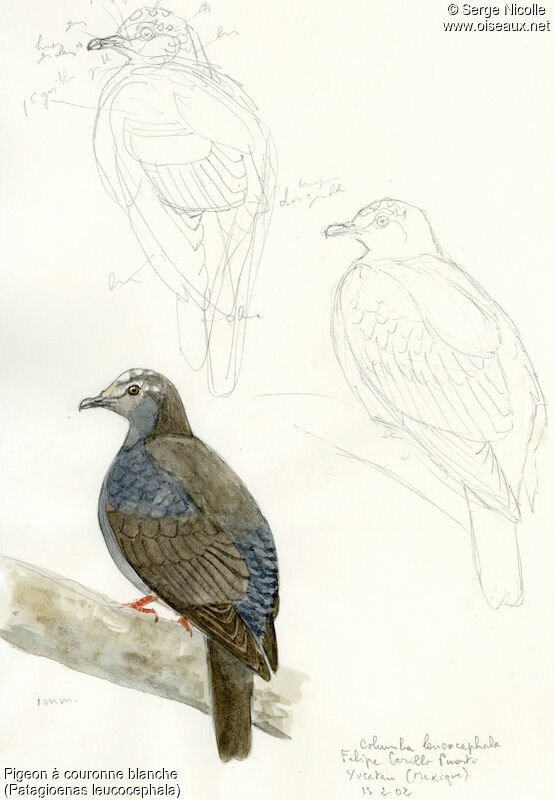 Pigeon à couronne blancheimmature, identification