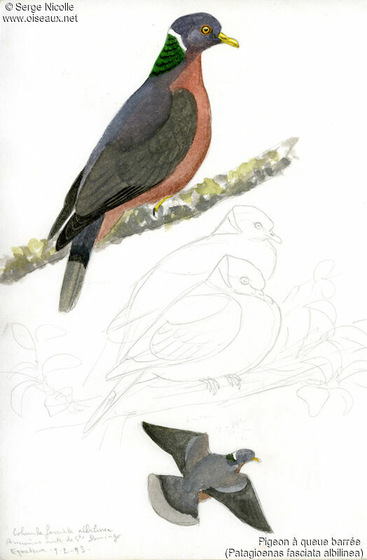 Pigeon à queue barrée, identification