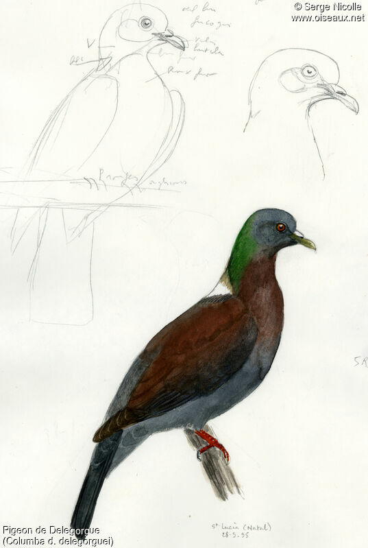 Pigeon de Delegorgue, identification