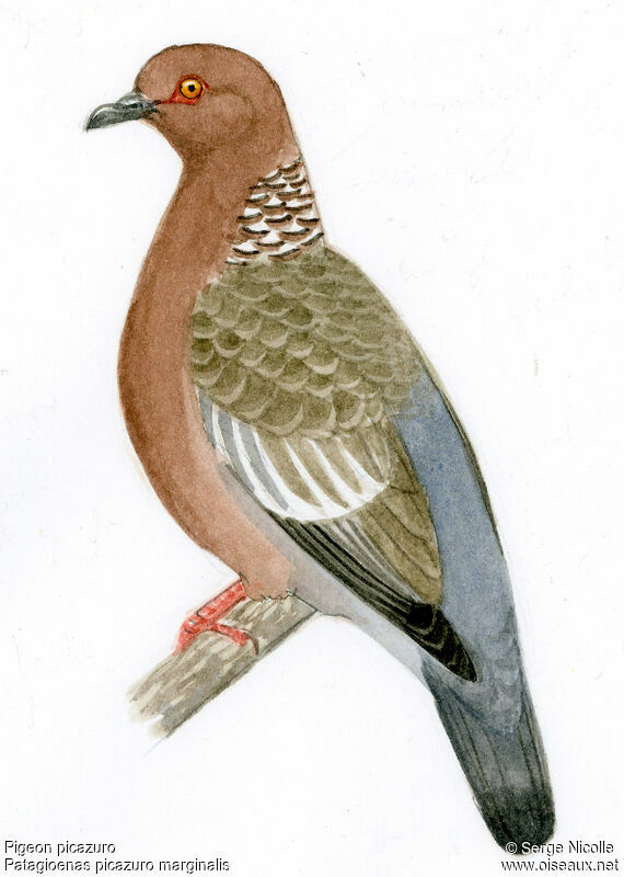 Pigeon picazuro, identification
