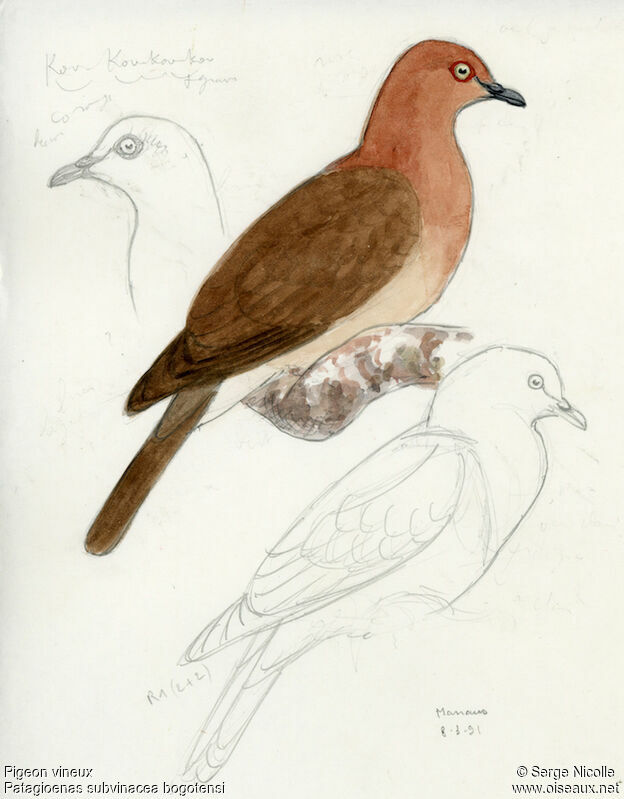 Ruddy Pigeon, identification