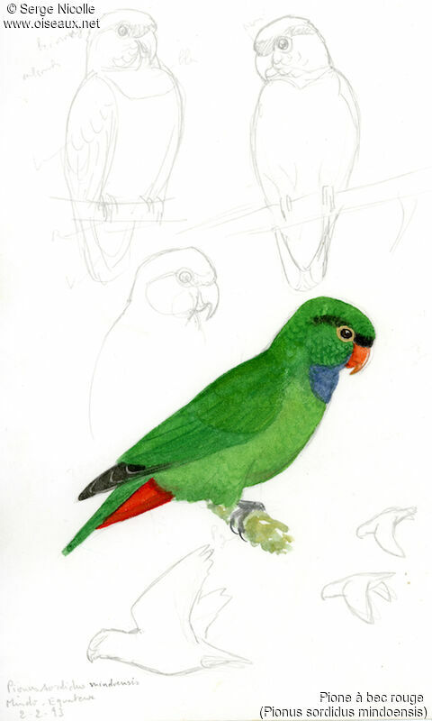 Red-billed Parrot, identification