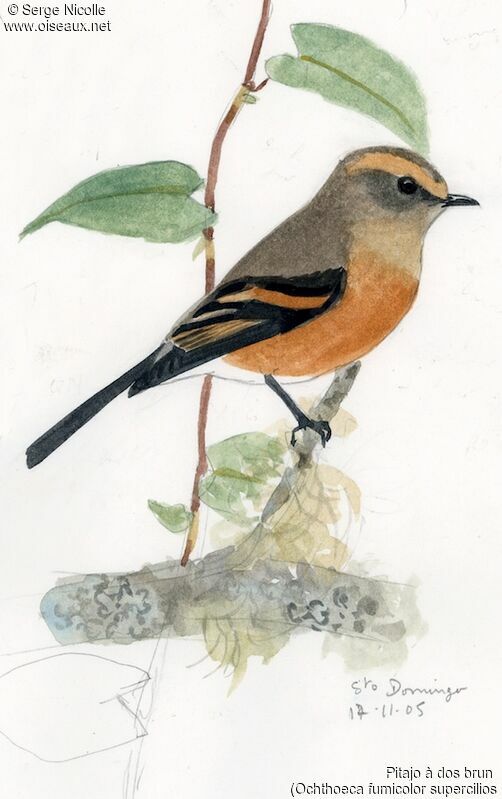 Brown-backed Chat-Tyrant, identification