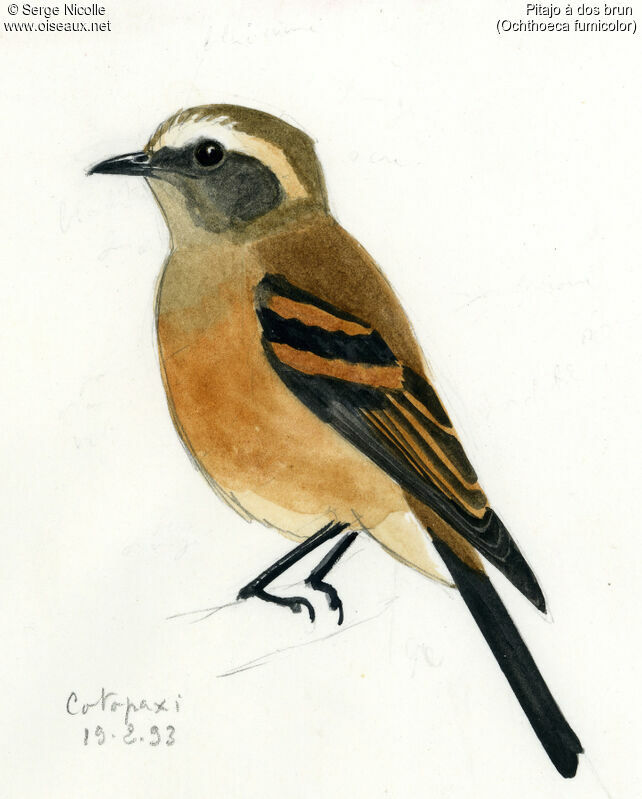 Brown-backed Chat-Tyrant, identification