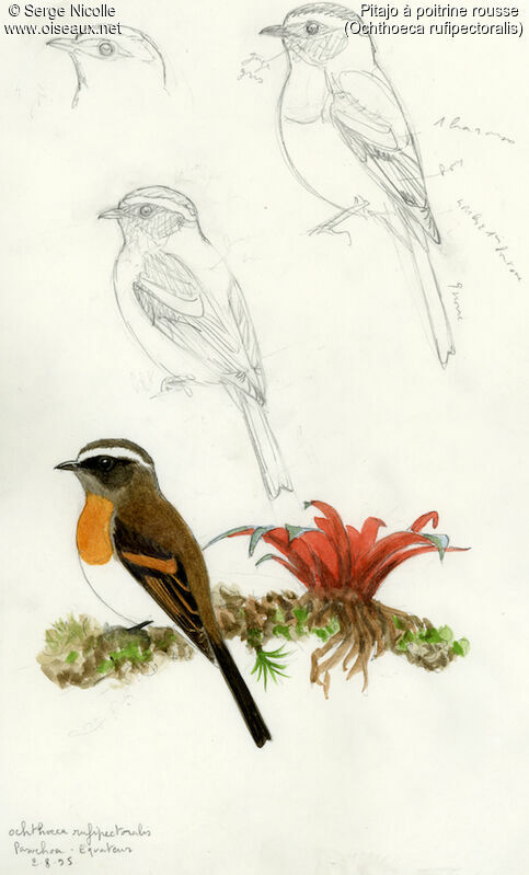 Rufous-breasted Chat-Tyrant, identification