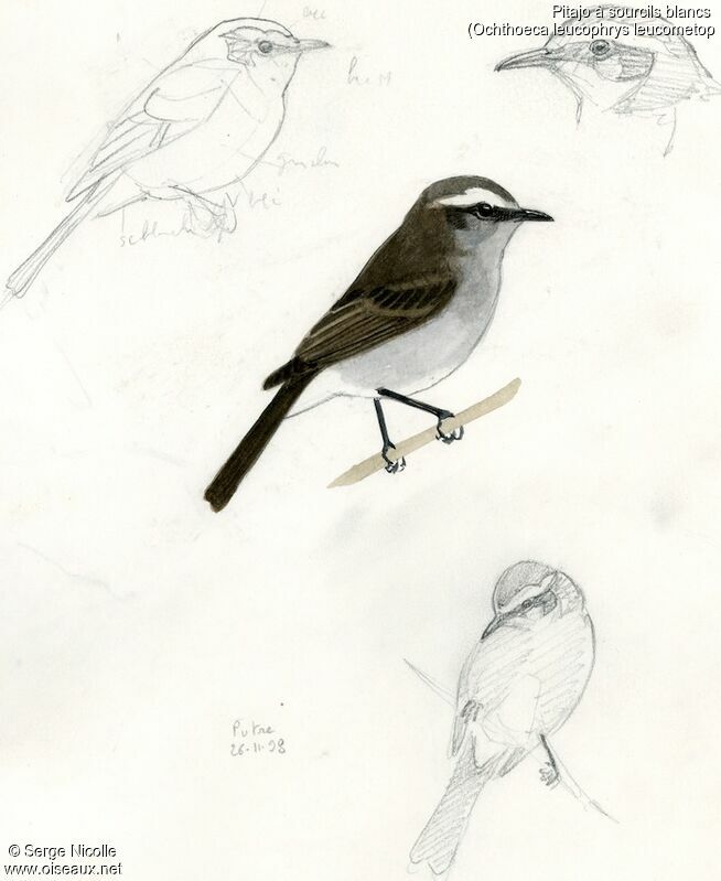 White-browed Chat-Tyrant, identification