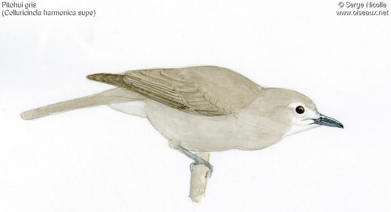 Grey Shrikethrush, identification