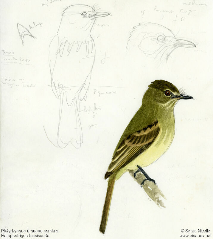Dusky-tailed Flatbill, identification