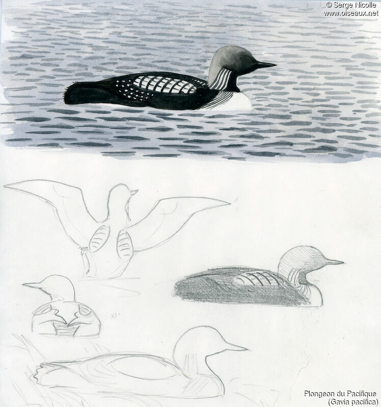 Pacific Loon, identification