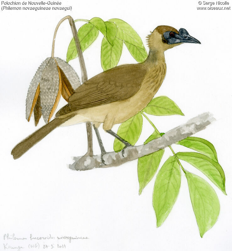 New Guinea Friarbird, identification