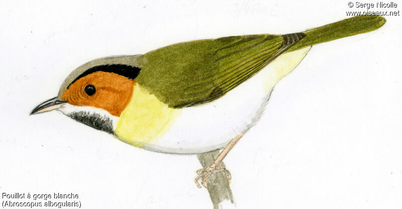 Rufous-faced Warbler, identification