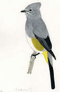 Grey Silky-flycatcher