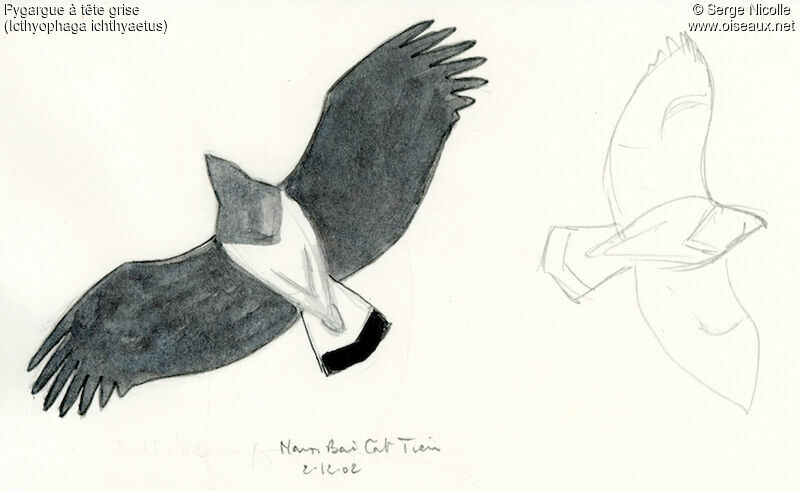 Grey-headed Fish Eagle, identification
