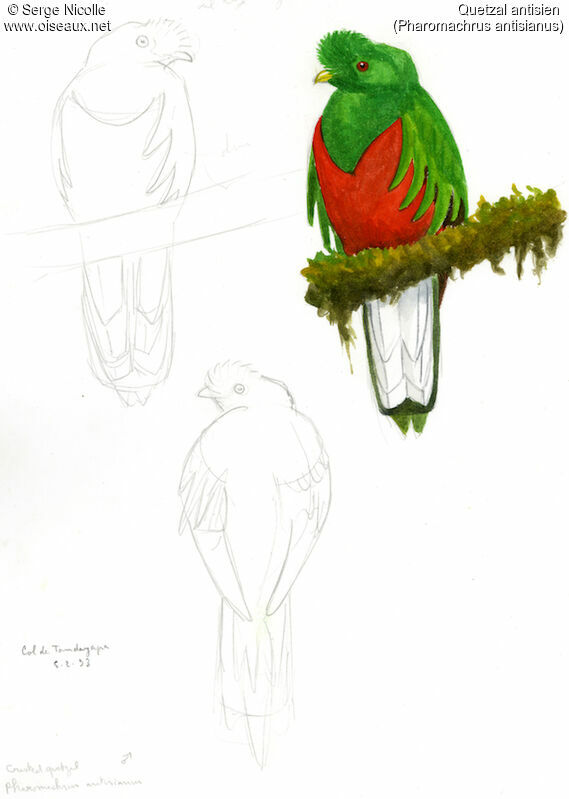 Quetzal antisien mâle, identification
