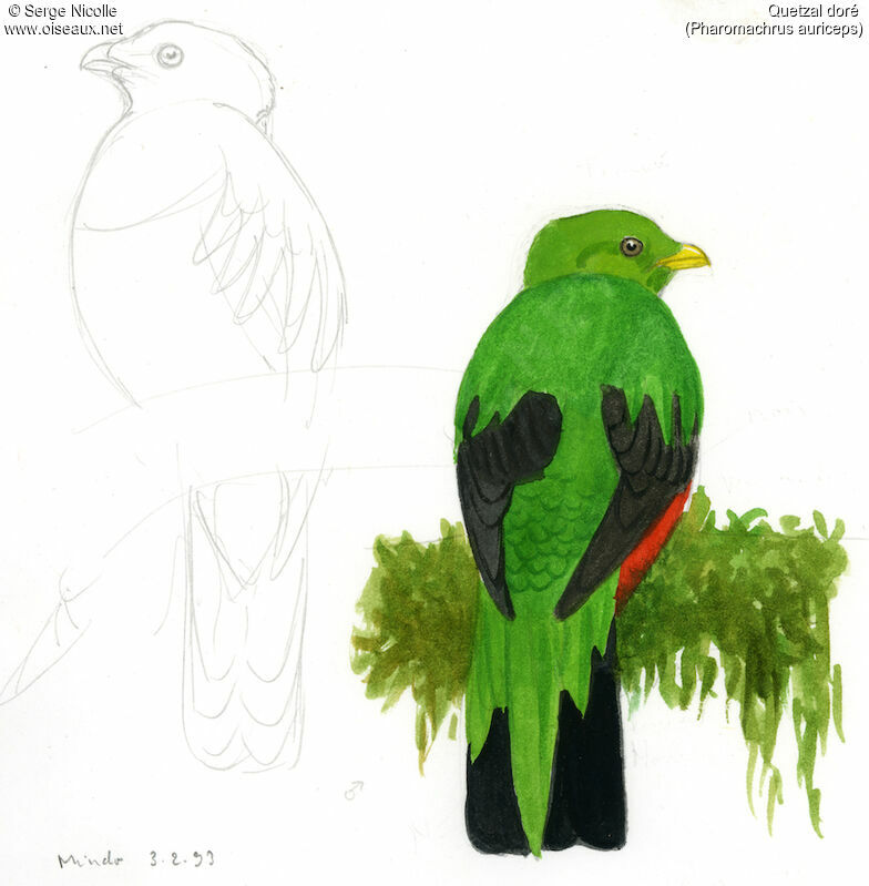 Golden-headed Quetzal male, identification