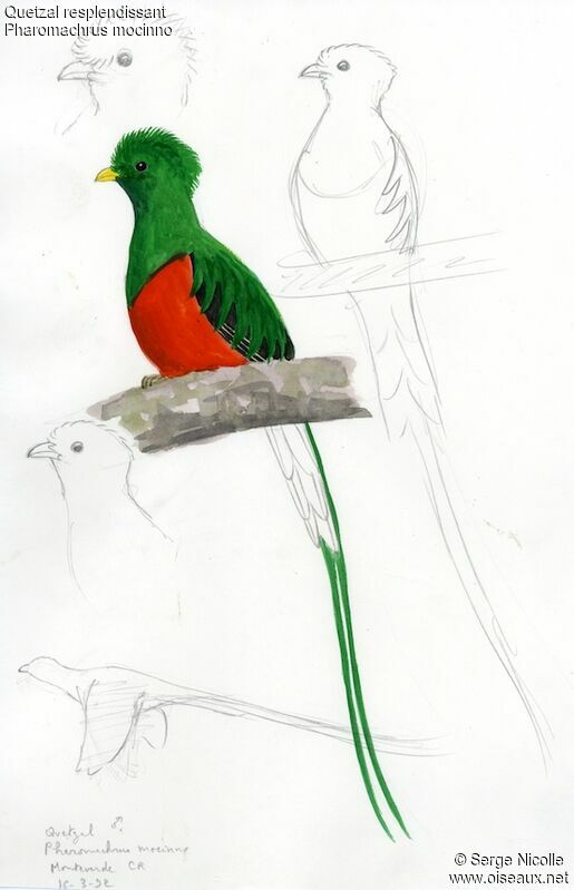 Quetzal resplendissant mâle, identification