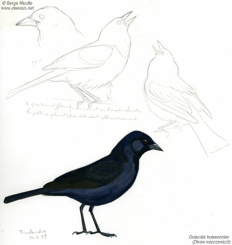 Scrub Blackbird, identification