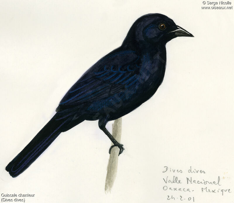 Melodious Blackbird, identification