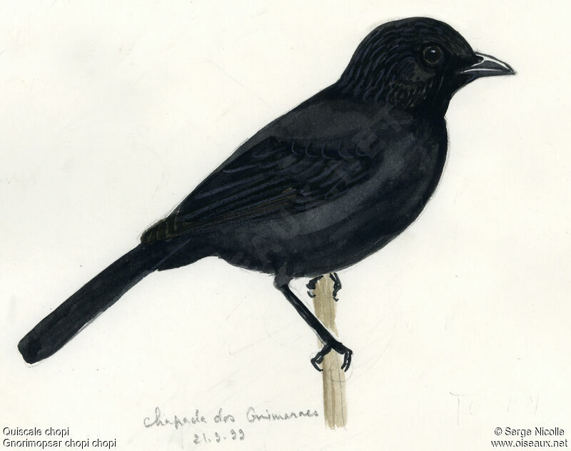 Chopi Blackbird, identification