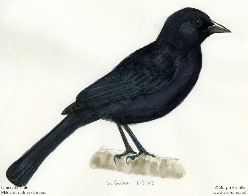 Cuban Blackbird, identification