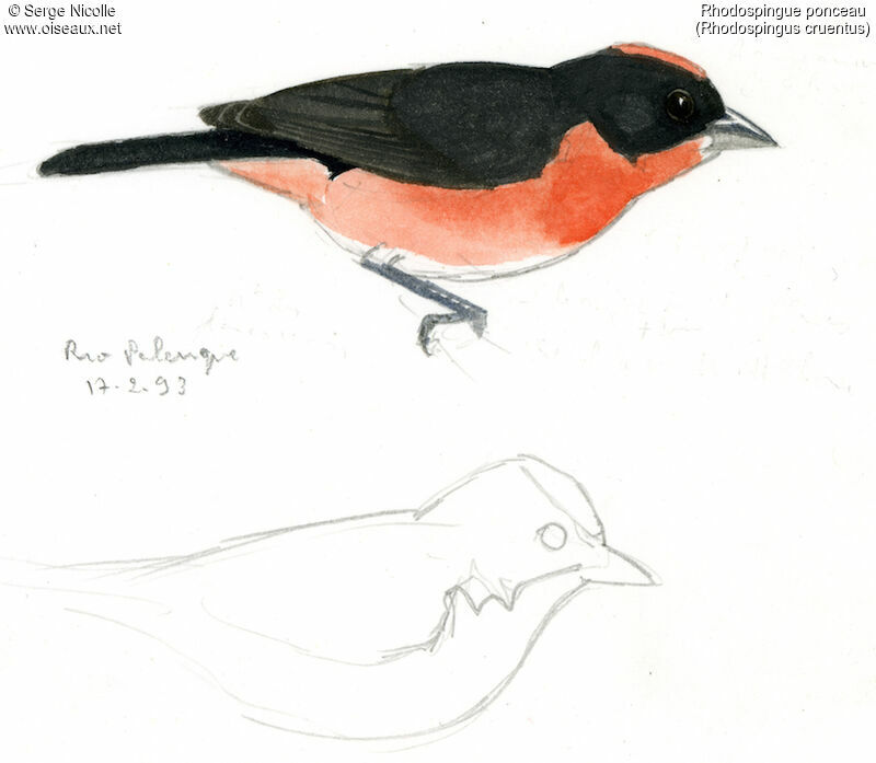 Crimson-breasted Finch male, identification