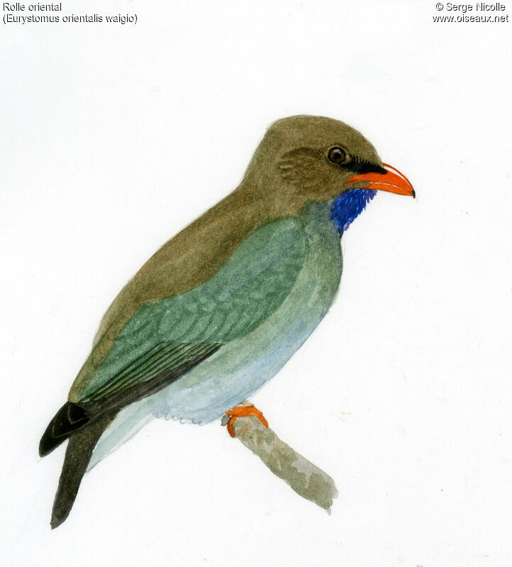 Oriental Dollarbird, identification