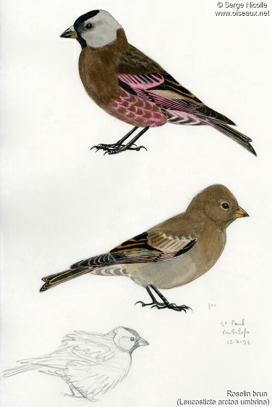 Asian Rosy Finch , identification