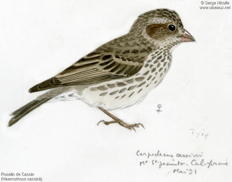 Cassin's Finch female, identification