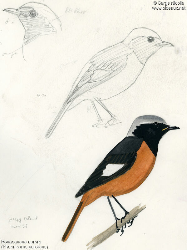 Daurian Redstart, identification
