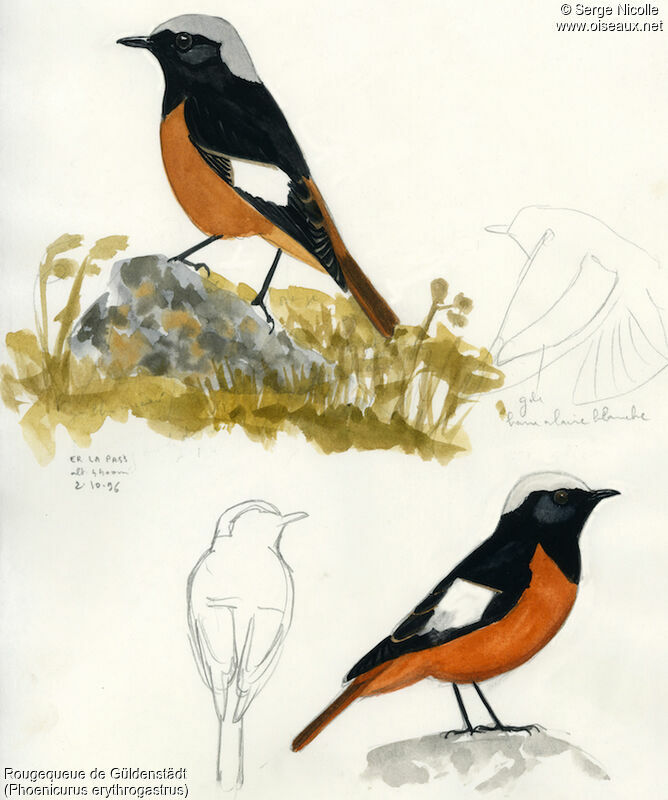 Güldenstädt's Redstart male, identification