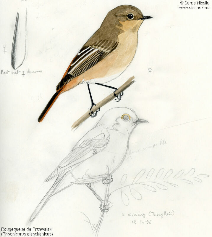 Przevalski's Redstart female, identification