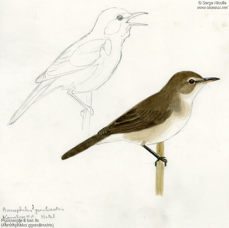 Lesser Swamp Warbler, identification