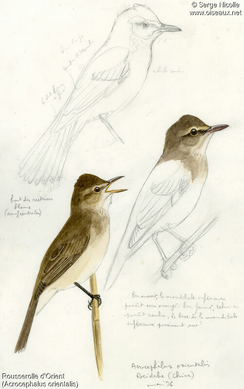 Oriental Reed Warbler, identification