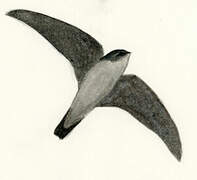 Philippine Swiftlet